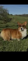 Sophie 4-way clear Red Blueie , a female Pembroke Welsh Corgi for sale in Fayetteville, TN – Photo 5 of 9