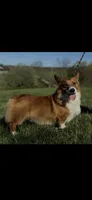 Sophie 4-way clear Red Blueie , a female Pembroke Welsh Corgi for sale in Fayetteville, TN – Photo 6 of 9