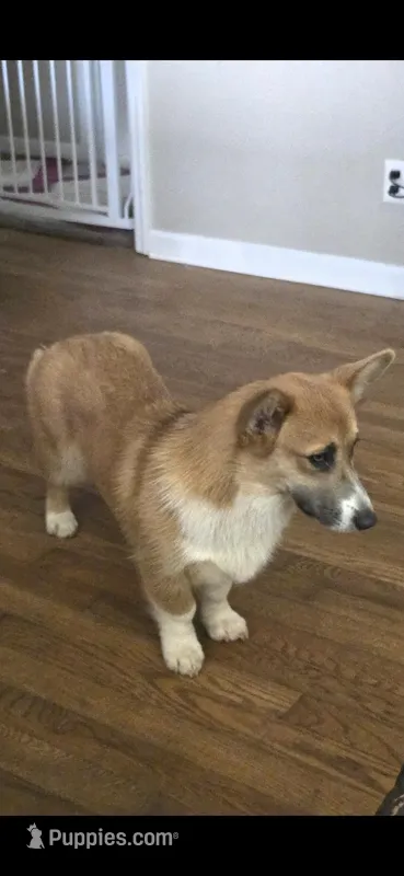 Sophie 4-way clear Red Blueie  – Pembroke Welsh Corgi puppy for sale in Fayetteville, TN