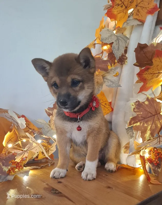 AKC Hazel – Shiba Inu puppy for sale in Whiteville, TN