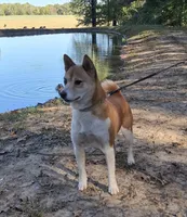 AKC Bailey, a female Shiba Inu for sale in Whiteville, TN – 2 of 4