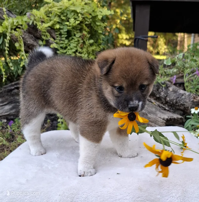 AKC Raven – Shiba Inu puppy for sale in Whiteville, TN