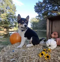 AKC Ryder, a male Shiba Inu for sale in Whiteville, TN – 4 of 6