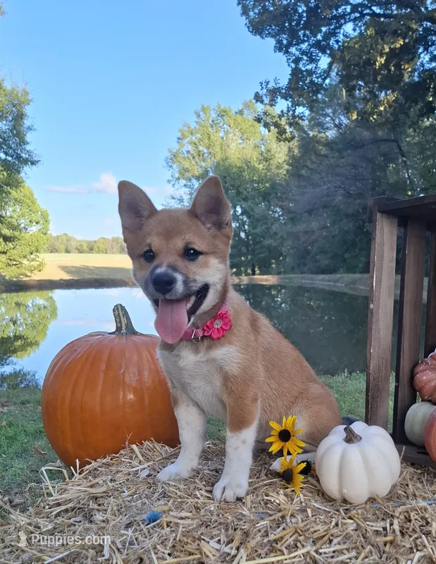 AKC Raven – Shiba Inu puppy for sale in Whiteville, TN