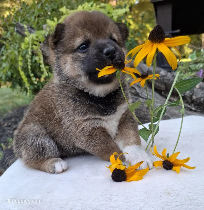 AKC Hazel – Shiba Inu puppy for sale in Whiteville, TN