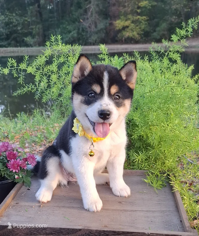 AKC Ember – Shiba Inu puppy on hold in Whiteville, TN