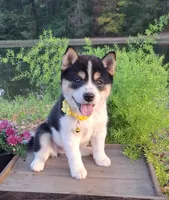 AKC Ember, a female Shiba Inu for sale in Whiteville, TN – 1 of 5