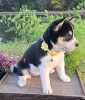 AKC Ember, a female Shiba Inu for sale in Whiteville, TN – 3 of 5