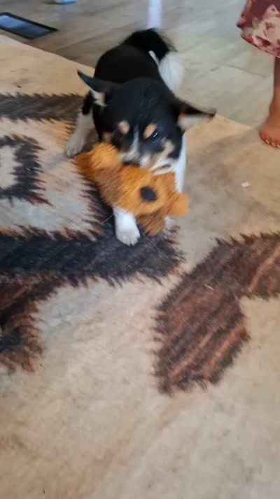 AKC Ryder, a male Shiba Inu for sale in Whiteville, TN – 6 of 6