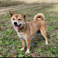 AKC Honey, a female Shiba Inu for sale in Whiteville, TN – 5 of 5