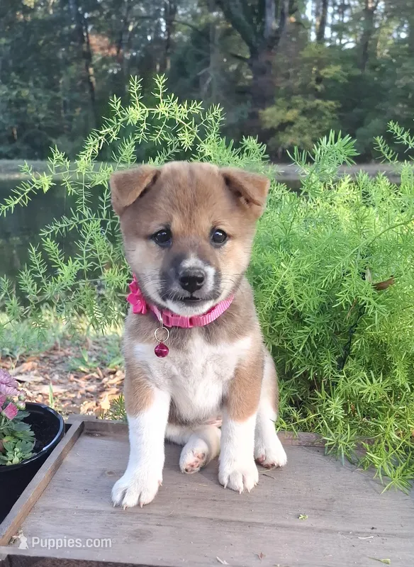 AKC Raven – Shiba Inu puppy for sale in Whiteville, TN
