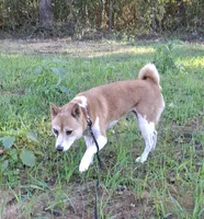 AKC Bailey, a female Shiba Inu for sale in Whiteville, TN – 4 of 4