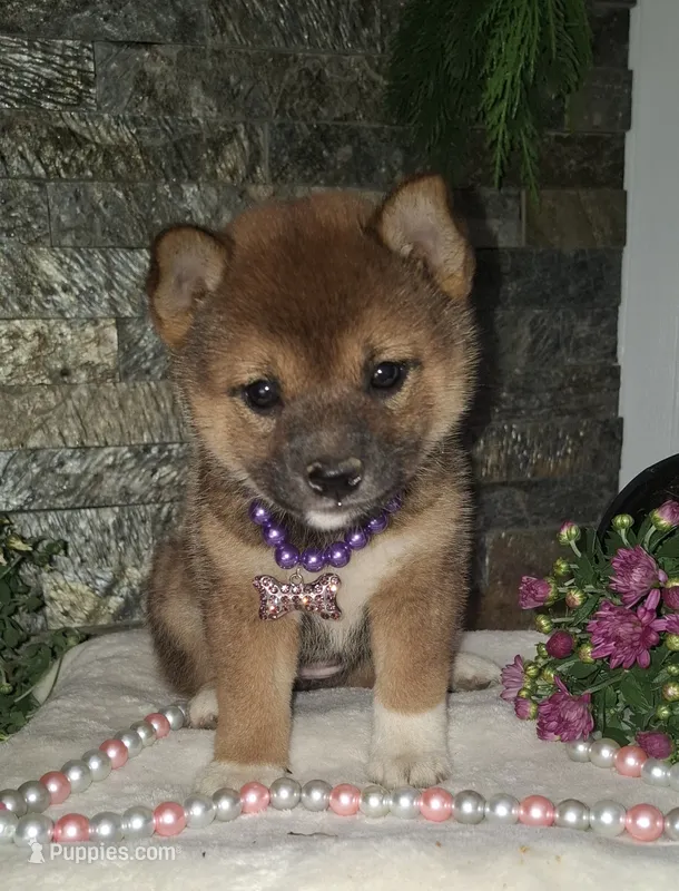 AKC Hazel – Shiba Inu puppy for sale in Whiteville, TN