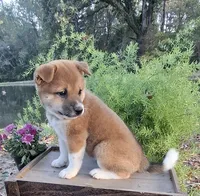 AKC Raven, a female Shiba Inu for sale in Whiteville, TN – 3 of 5