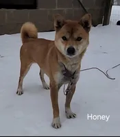 AKC Honey, a female Shiba Inu for sale in Whiteville, TN – 2 of 5