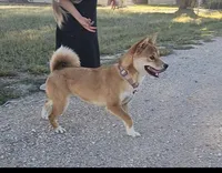 AKC Honey, a female Shiba Inu for sale in Whiteville, TN – 4 of 5