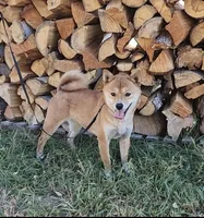 AKC Honey, a female Shiba Inu for sale in Whiteville, TN – 3 of 5