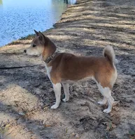 AKC Bailey, a female Shiba Inu for sale in Whiteville, TN – 1 of 4