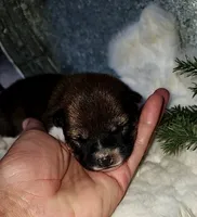 AKC Raven, a female Shiba Inu for sale in Whiteville, TN – 2 of 5