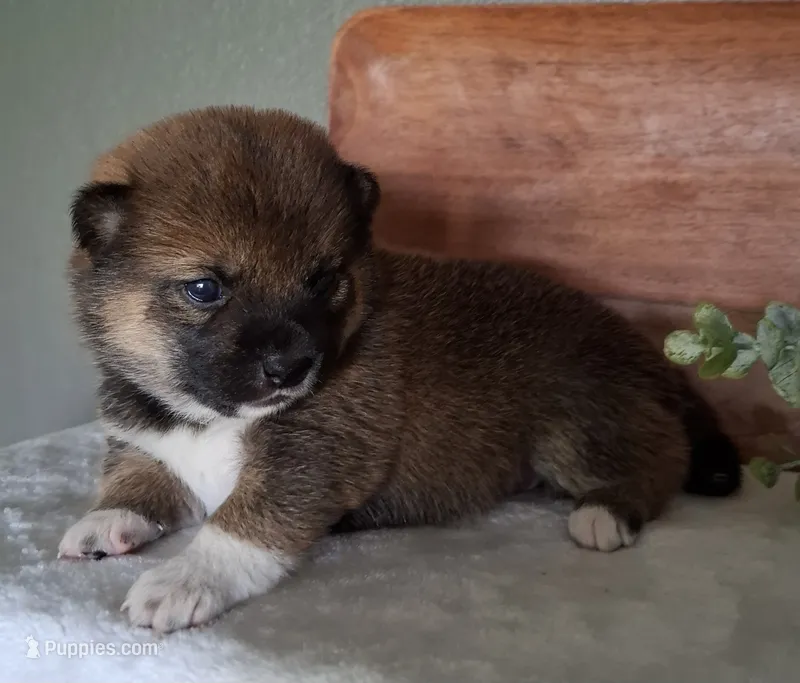 AKC Hazel – Shiba Inu puppy for sale in Whiteville, TN