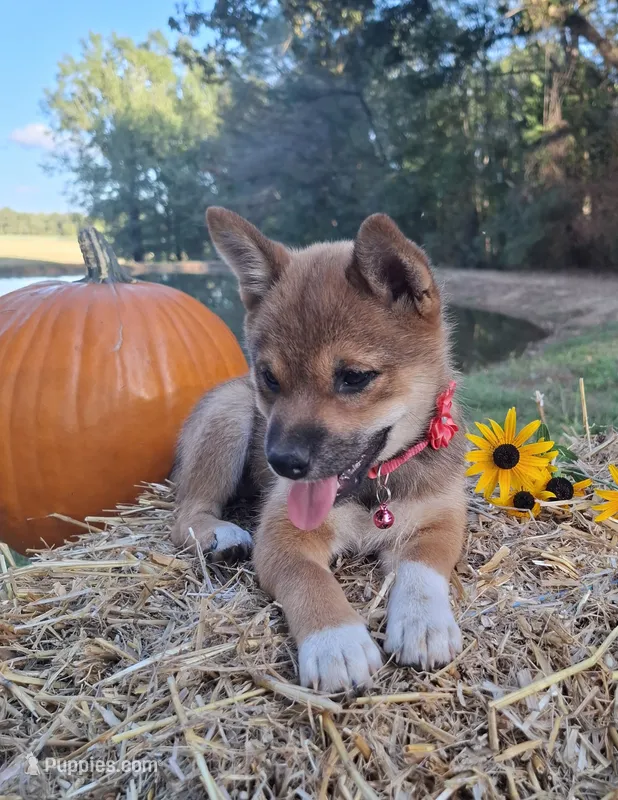 AKC Hazel – Shiba Inu puppy for sale in Whiteville, TN