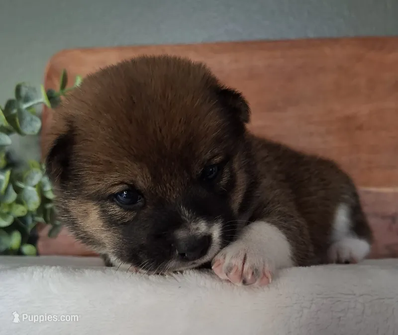 AKC Raven – Shiba Inu puppy for sale in Whiteville, TN