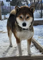 AKC Raven, a female Shiba Inu for sale in Whiteville, TN – 4 of 5