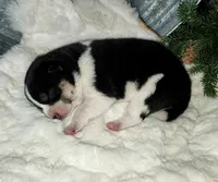AKC Ember, a female Shiba Inu for sale in Whiteville, TN – 2 of 7