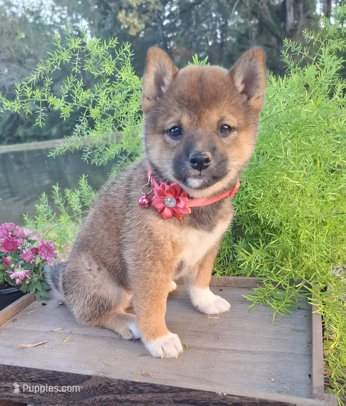 AKC Hazel – Shiba Inu puppy for sale in Whiteville, TN