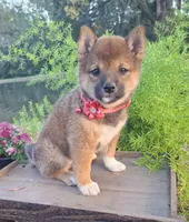 AKC Hazel, a female Shiba Inu for sale in Whiteville, TN – 3 of 5