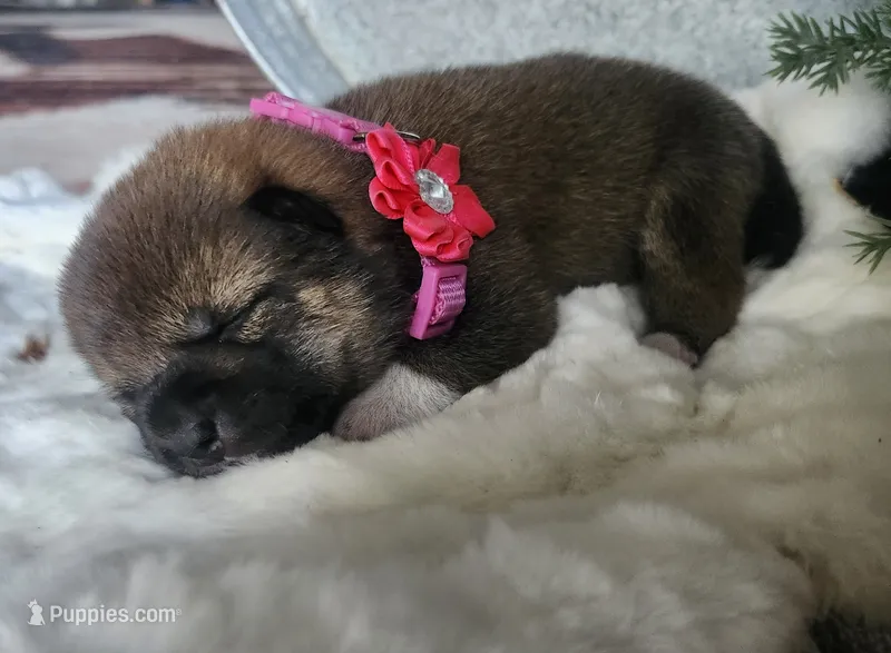 AKC Hazel – Shiba Inu puppy for sale in Whiteville, TN