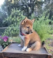 AKC Hazel, a female Shiba Inu for sale in Whiteville, TN – 2 of 5