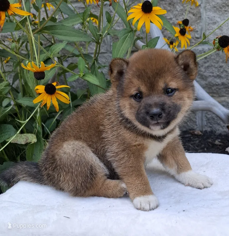 AKC Hazel – Shiba Inu puppy for sale in Whiteville, TN