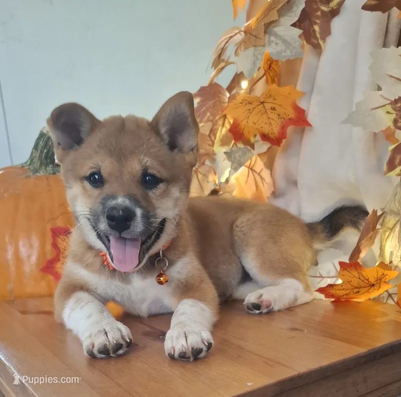 AKC Raven – Shiba Inu puppy for sale in Whiteville, TN