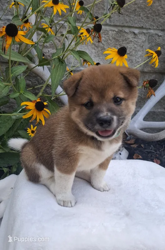 AKC Raven – Shiba Inu puppy for sale in Whiteville, TN