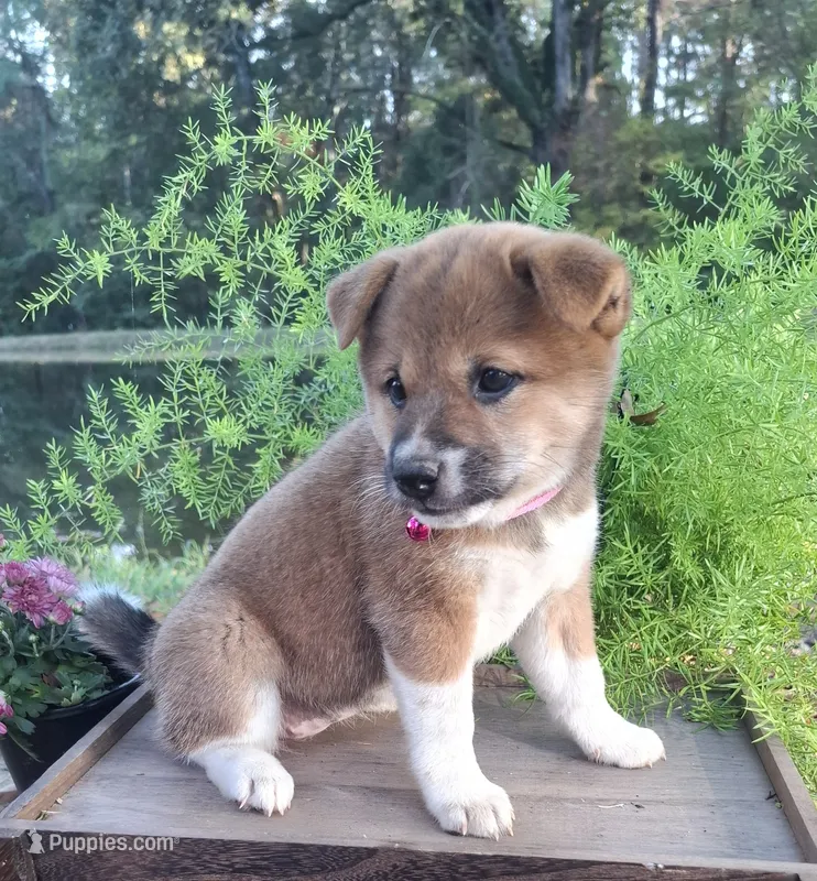 AKC Raven – Shiba Inu puppy for sale in Whiteville, TN