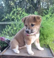 AKC Raven, a female Shiba Inu for sale in Whiteville, TN – 1 of 5