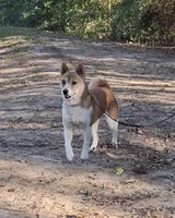 AKC Bailey, a female Shiba Inu for sale in Whiteville, TN – 3 of 4
