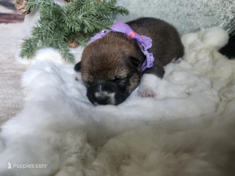AKC Raven – Shiba Inu puppy for sale in Whiteville, TN