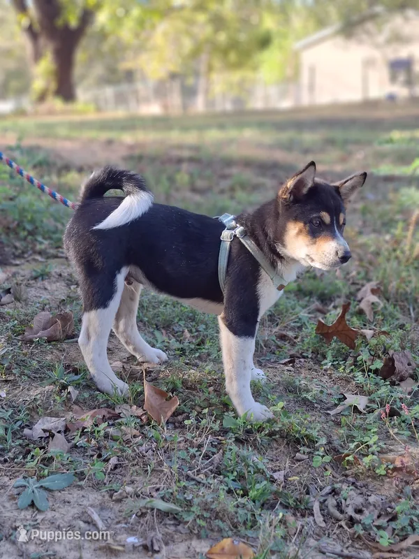 AKC Ryder – Shiba Inu puppy for sale in Whiteville, TN