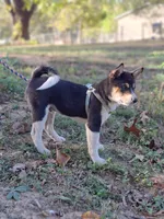 AKC Ryder, a male Shiba Inu for sale in Whiteville, TN – 1 of 6