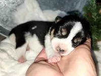 AKC Ember, a female Shiba Inu for sale in Whiteville, TN – 3 of 7