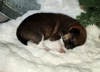 AKC Raven, a female Shiba Inu for sale in Whiteville, TN – 3 of 5