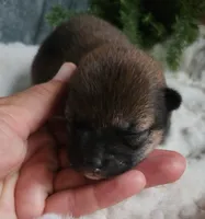 AKC Hazel, a female Shiba Inu for sale in Whiteville, TN – 3 of 6