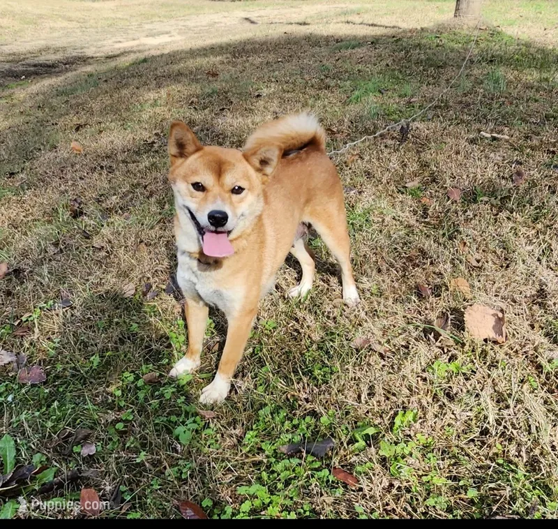 AKC Honey – Shiba Inu puppy for sale in Whiteville, TN