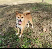 AKC Honey, a female Shiba Inu for sale in Whiteville, TN – 1 of 5
