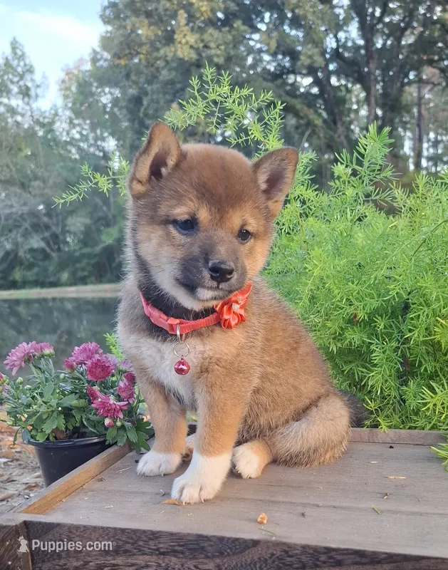 AKC Hazel – Shiba Inu puppy for sale in Whiteville, TN