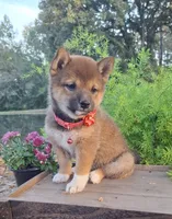 AKC Hazel, a female Shiba Inu for sale in Whiteville, TN – 1 of 5