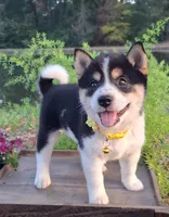 AKC Ember, a female Shiba Inu for sale in Whiteville, TN – 2 of 5