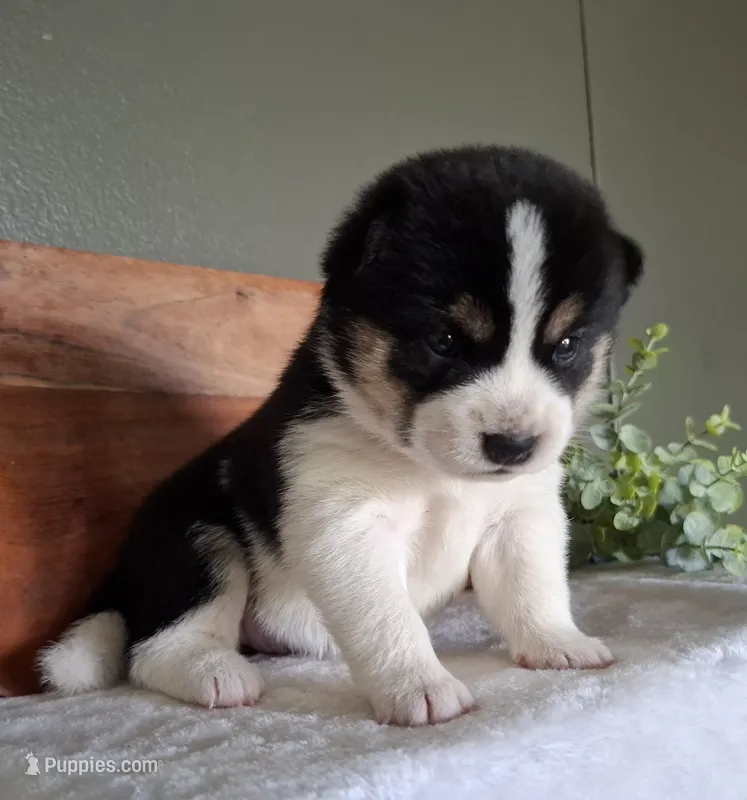 AKC Ember – Shiba Inu puppy for sale in Whiteville, TN